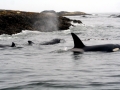 Killer Whale