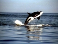 Killer Whale