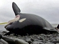 Killer Whale