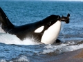 Killer Whale