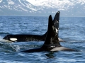 Killer Whale