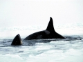 Killer Whale