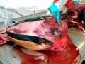 Killer Whale