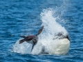 Killer Whale