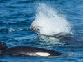 Killer Whale