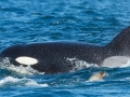 Killer Whale