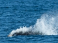 Killer Whale