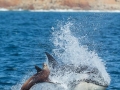 Killer Whale