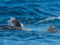 Killer Whale