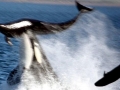 Killer Whale
