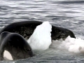 Killer Whale