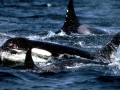 Killer Whale