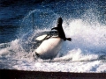 Killer Whale