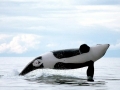 Killer Whale