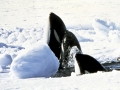 Killer Whale