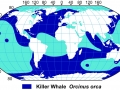 Killer Whale