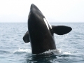 Killer Whale
