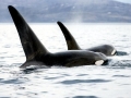 Killer Whale
