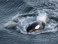 Killer Whale