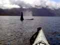 Killer Whale