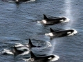 Killer Whale