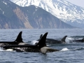 Killer Whale