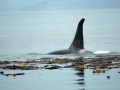 Killer Whale