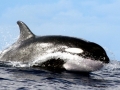 Killer Whale
