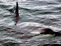 Killer Whale