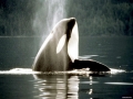 Killer Whale