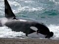 Killer Whale