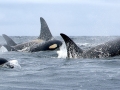 Killer Whale