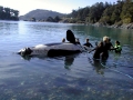 Killer Whale
