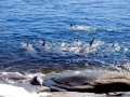 Killer Whale