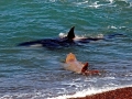 Killer Whale