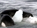 Killer Whale