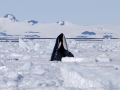 Killer Whale