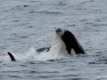 Killer Whale
