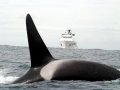 Killer Whale
