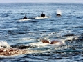 Killer Whale