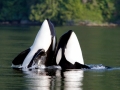 Killer Whale