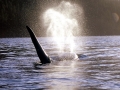 Killer Whale