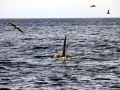 Killer Whale