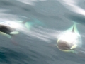 Killer Whale