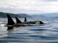 Killer Whale
