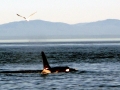 Killer Whale
