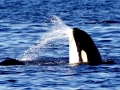 Killer Whale