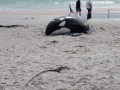 Killer Whale