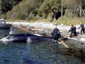 Killer Whale