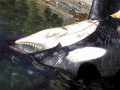 Killer Whale